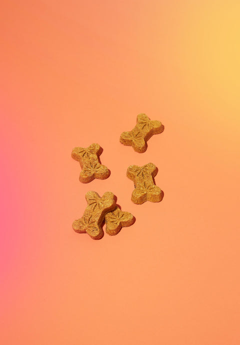 Lifestyle image showing CBD dog treats 4