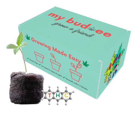 My Buddee basic grow kit.